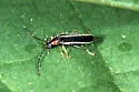 Rhagonycha greeni - Rhagonycha greeni