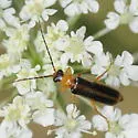 Rhagonycha greeni - photo 2