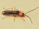 Rhagonycha greeni - photo 3