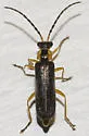 Rhagonycha greeni - photo 4