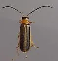 Rhagonycha greeni - photo 5