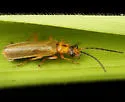 Rhagonycha heterodoxa - Rhagonycha heterodoxa