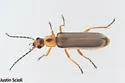 Rhagonycha heterodoxa - photo 2