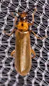 Rhagonycha heterodoxa - photo 3