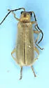 Rhagonycha heterodoxa - photo 4