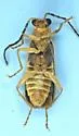 Rhagonycha heterodoxa - photo 5