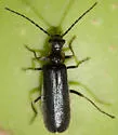 Rhagonycha hirticula - Rhagonycha hirticula