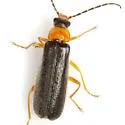 Rhagonycha hirticula - photo 2