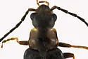 Rhagonycha hirticula - photo 4