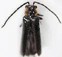Rhagonycha hirticula - photo 5
