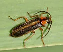 Rhagonycha imbecillis - Rhagonycha imbecillis