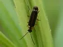 Rhagonycha imbecillis - photo 2