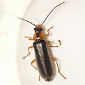 Rhagonycha imbecillis - photo 3