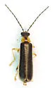 Rhagonycha imbecillis - photo 4