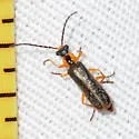 Rhagonycha imbecillis - photo 5