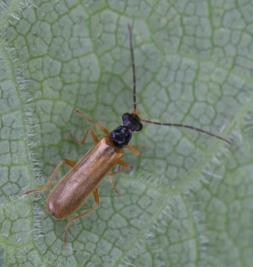 Rhagonycha lignosa - Rhagonycha lignosa