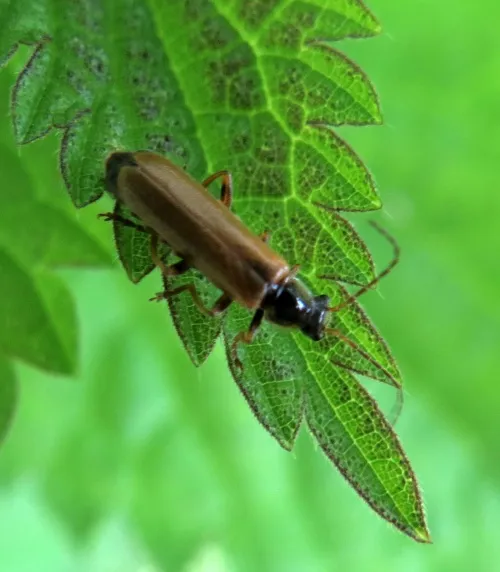 Rhagonycha lignosa - photo 2
