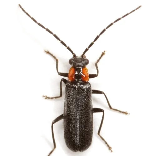 Rhagonycha lineola - Rhagonycha lineola