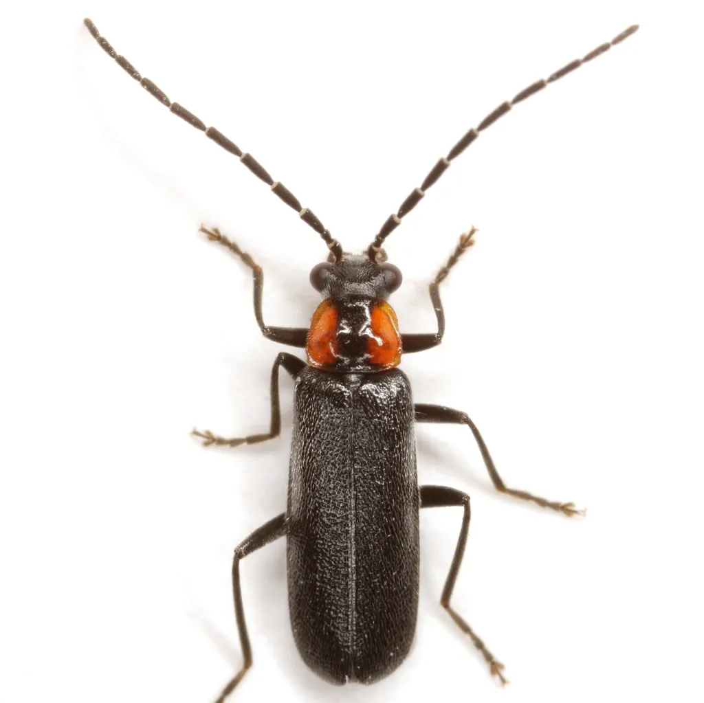 Rhagonycha lineola - photo 2
