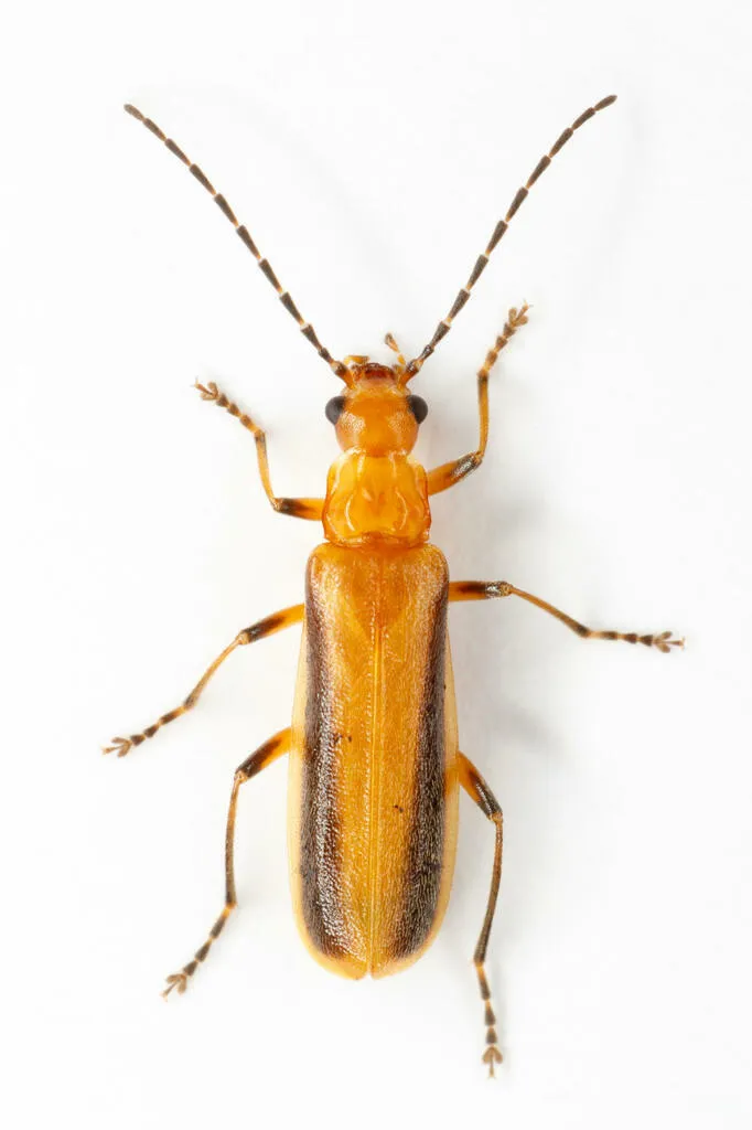 Rhagonycha longula - photo 2