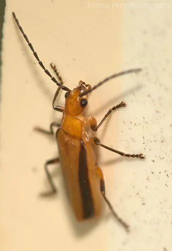 Rhagonycha longula - photo 3