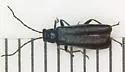 Rhagonycha mandibularis - photo 2