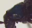 Rhagonycha mandibularis - photo 3