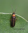 Rhagonycha mollis - photo 2