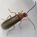 Rhagonycha mollis - photo 3