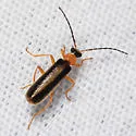 Rhagonycha mollis - photo 4