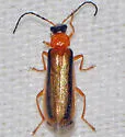 Rhagonycha mollis - photo 5