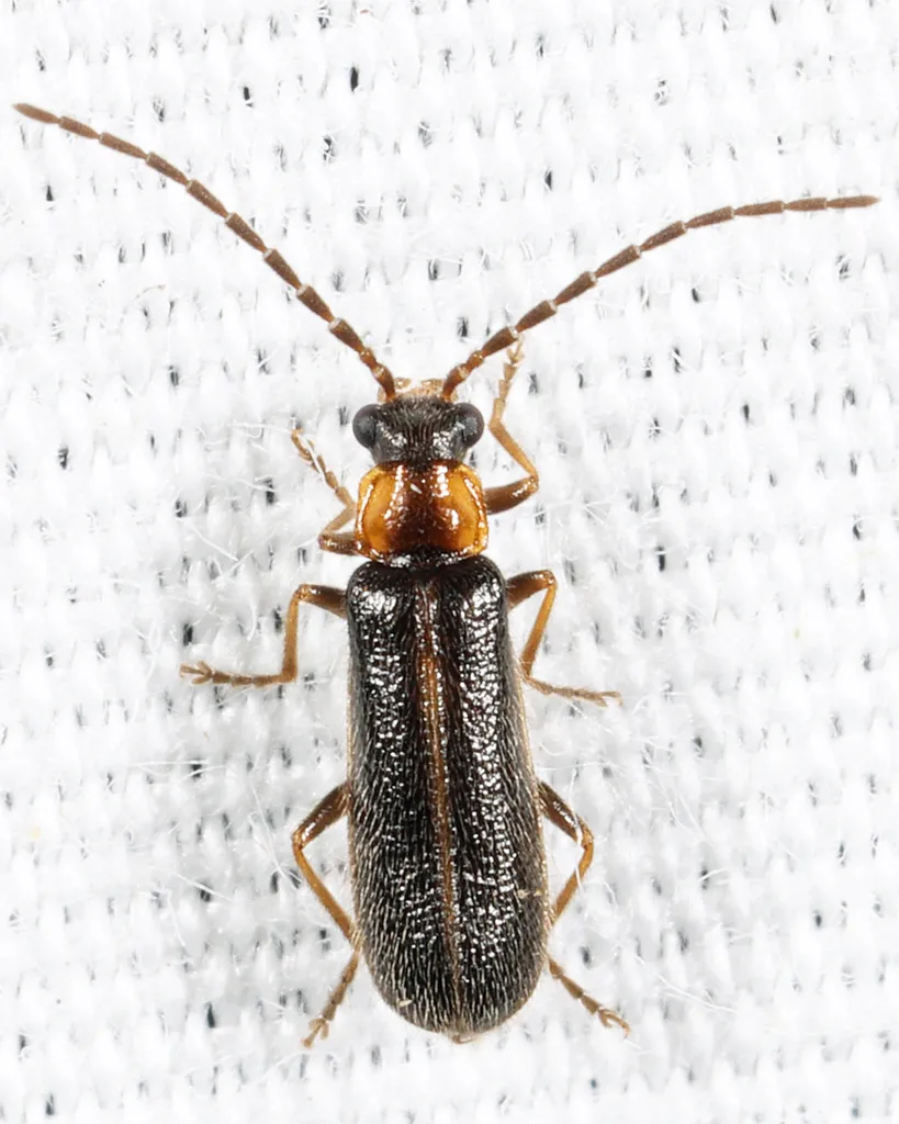 Rhagonycha nanula - photo 2
