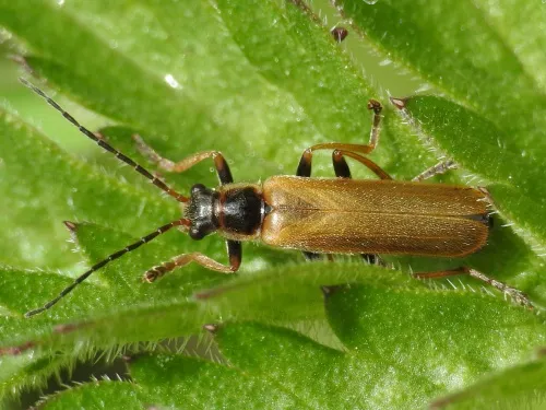 Rhagonycha nigriventris