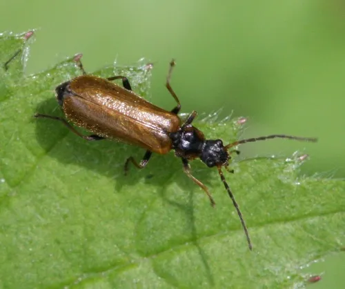 Rhagonycha nigriventris - photo 2