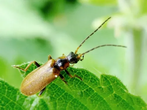 Rhagonycha nigriventris - photo 3