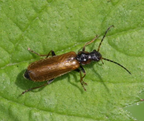 Rhagonycha nigriventris - photo 4