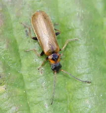 Rhagonycha nigriventris - photo 5