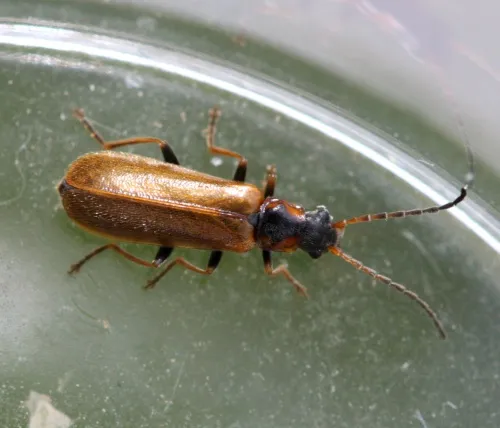 Rhagonycha nigriventris - photo 6
