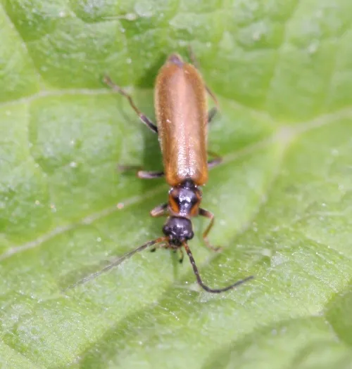 Rhagonycha nigriventris - photo 7