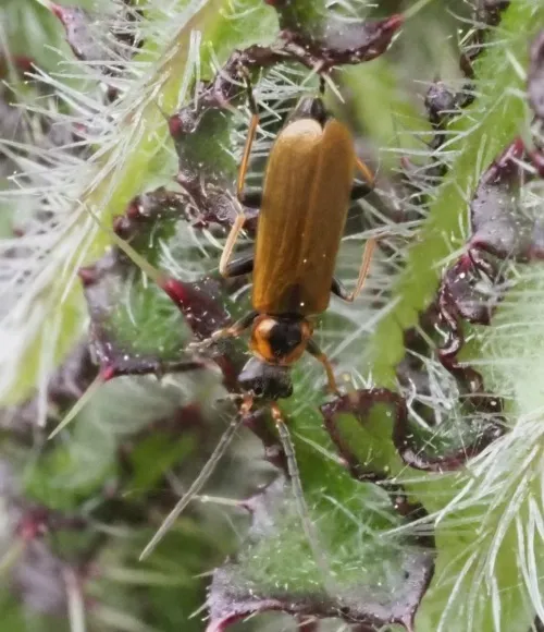 Rhagonycha nigriventris - photo 8