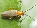 Rhagonycha nigrohumeralis