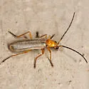 Rhagonycha nigrohumeralis - photo 2