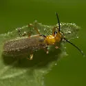 Rhagonycha nigrohumeralis - photo 3