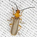 Rhagonycha nigrohumeralis - photo 4