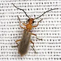 Rhagonycha nigrohumeralis - photo 5