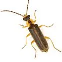 Rhagonycha oriflava - photo 2