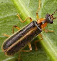 Rhagonycha oriflava - photo 3