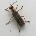 Rhagonycha oriflava - photo 4