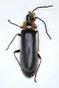 Rhagonycha oriflava - photo 5