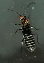 Rhagonycha parvicollis - photo 2